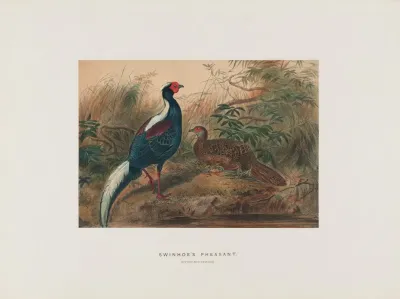 Swinhoes Pheasant 2
