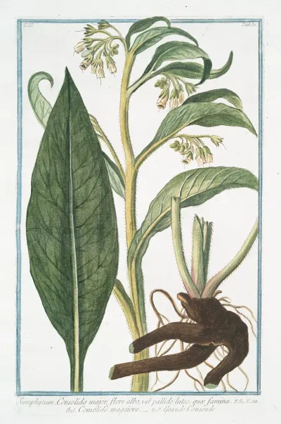 Symphytum Consolida Major Flore Albo Vel Pallide Luteo Quaae Foemina Consolida Maggiore Grande Consoude Common Comfrey