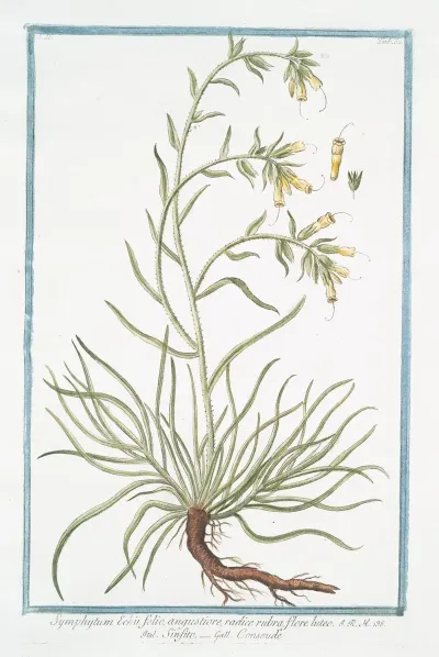 Symphytum Echii Folio Angustiore Radice Rubra Flore Luteo Sinfito Consoude