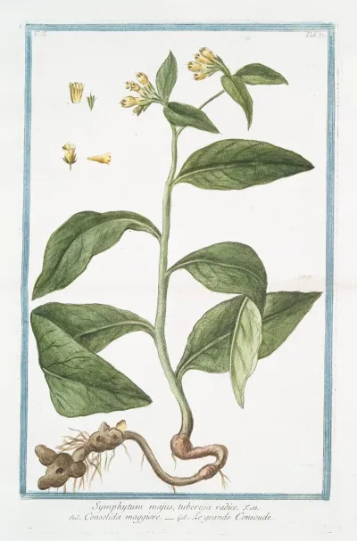 Symphytum Majus Tuberosa Radice Consolida Maggiore Le Grande Consoude Common Comfrey