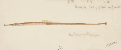Syngnathidae Common Pipefish