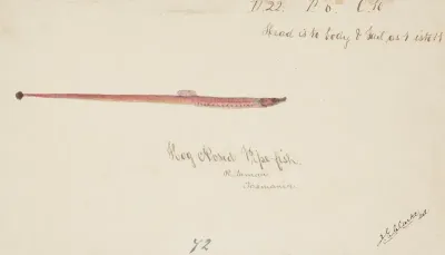 Syngnathidae Pipefish