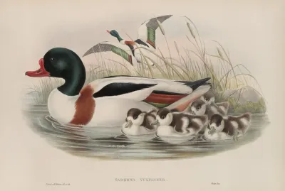 Tadorna Vulpanser Sheldrake