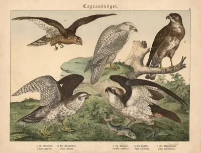 Tagraubvogel A Die Kornweihe B Der Mausebussard C Der Fischadler D Der Jagdfalk E Der Huhnerhabicht