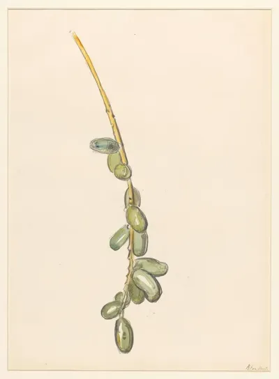 Takje Van Een Dadelpalm Met Groene Vruchten