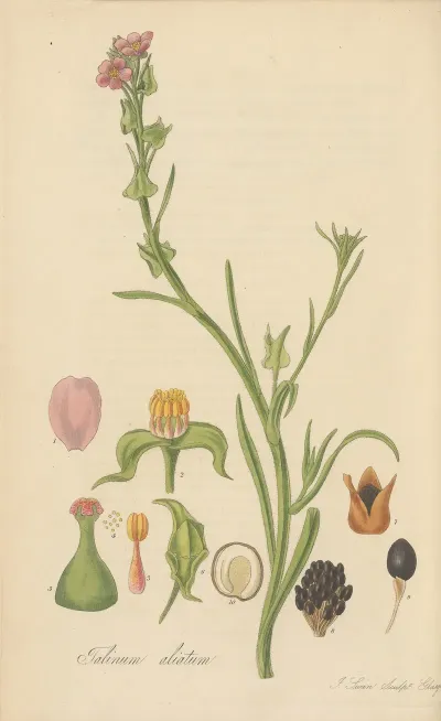Talinum Ciliatum