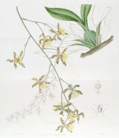 Tallest Oncidium