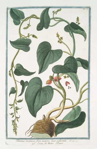 Tamnus Racemosa Flore Minore Luteo Palescente Sceau De Notre Dame