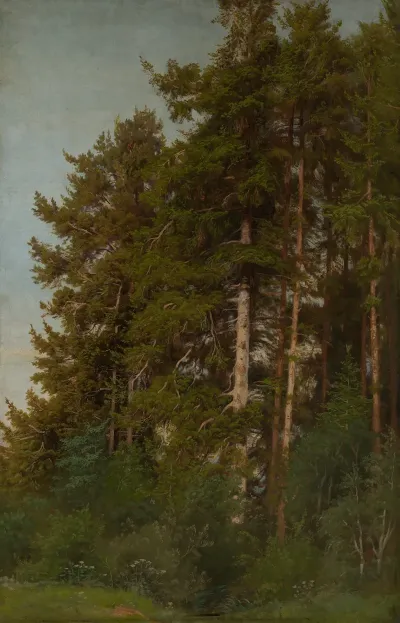 Tannen Und Unterholz