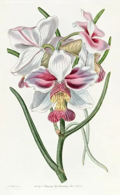 Taper Leaved Vanda
