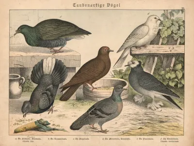 Taubenartige Vogel