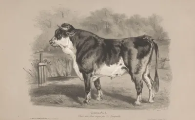 Taureau