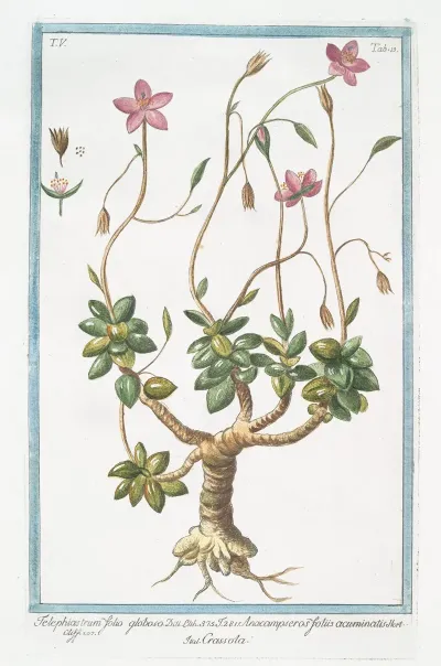 Telephiastrum Folio Globoso Anacampseros Foliis Acuminatis Crassola Evergreen Orpine