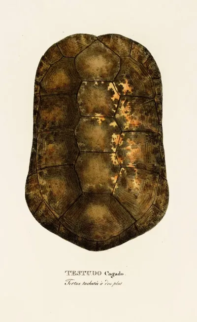 Testudo Cagado