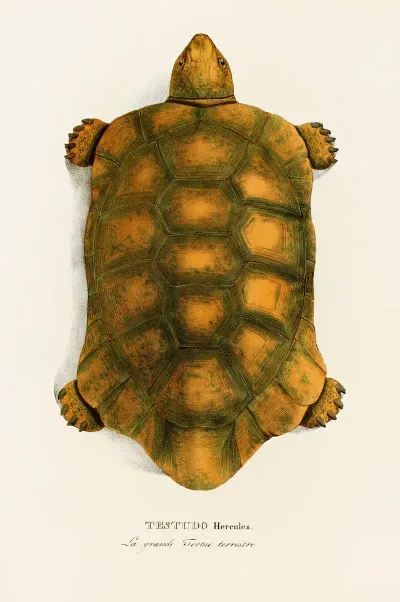 Testudo Hercules