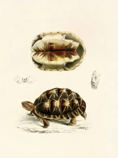 Testudo Verroxii