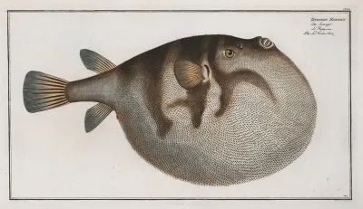 Tetrodon Hispidus The Sea Weather Cock