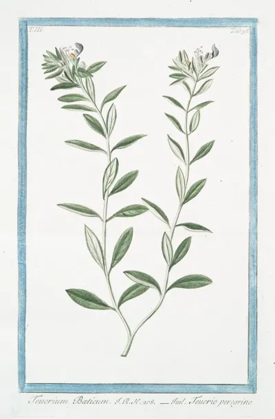 Teucrium Boeticum Teucrio Peregrino Wild Einkorn