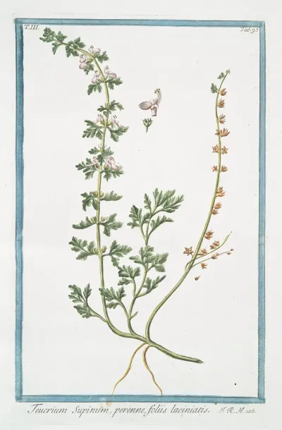 Teucrium Supinum Perenne Foliis Laciniatis Germander