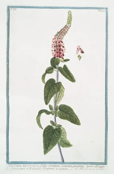 Teucrium Tartaricum Foliis Cordatis Crenatis Petiolatis Spicis Oblongis Densissimis A Doctissimo Wagnero Acceptum Teucrio Rosse Spicato Germander From Central Asia