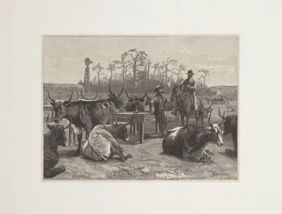 Texan Cattle In Kansas Corn Corral