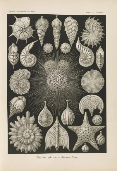 Thalamophora Kammerlinge