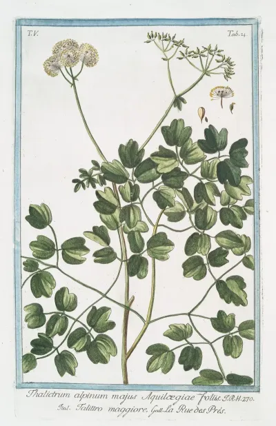 Thalictrum Alpinum Majus Aquilcegiae Foliis Talittro Maggiore La Rue Des Pres Alpine Meadow Rue