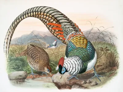 Thaumalea Amherstiae 2