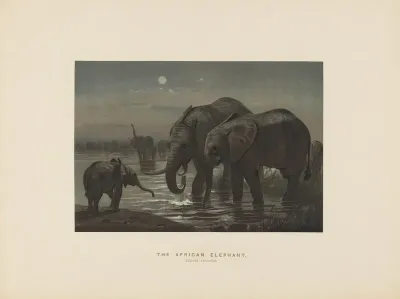 The African Elephant 2