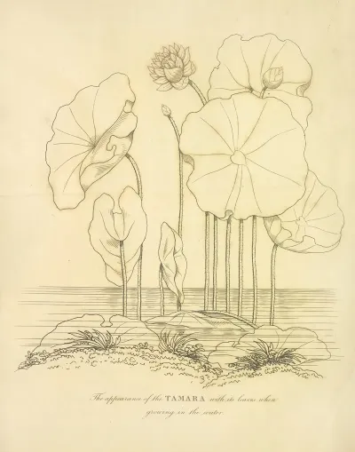 The Appearance Of The Tamara
