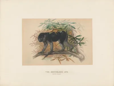 The Ashy Black Macaque