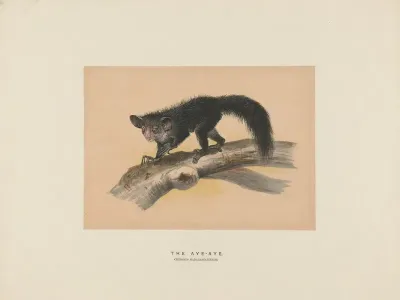 The Aye Aye 2