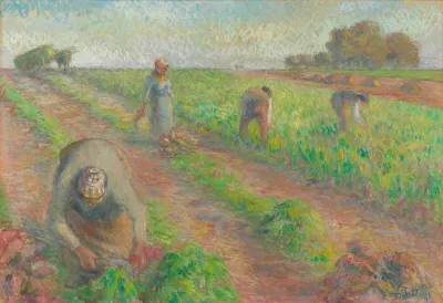 The Beet Harvest