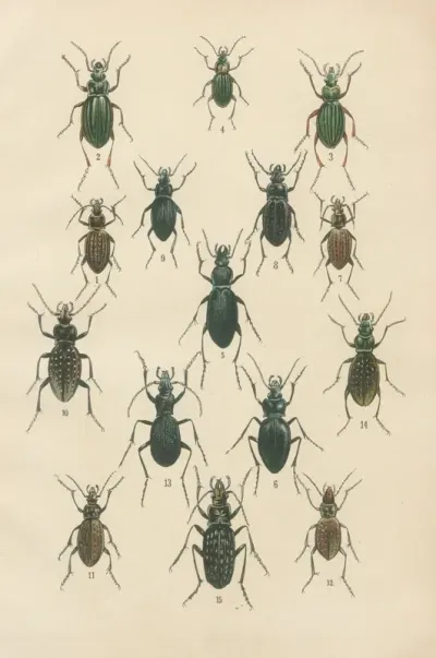 The Beetles Of Europe Pl 02