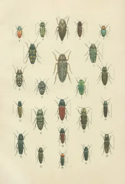 The Beetles Of Europe Pl 10