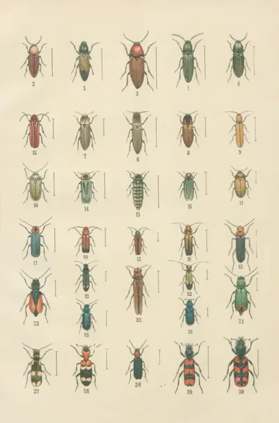 The Beetles Of Europe Pl 11