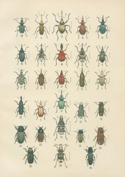 The Beetles Of Europe Pl 14