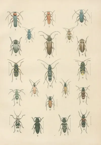 The Beetles Of Europe Pl 16