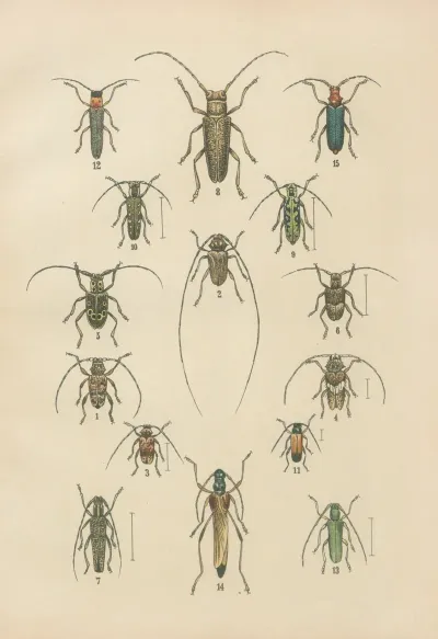 The Beetles Of Europe Pl 17
