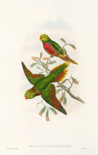 The Birds Of New Guinea And The Adjacent Papuan Islands Pl 42