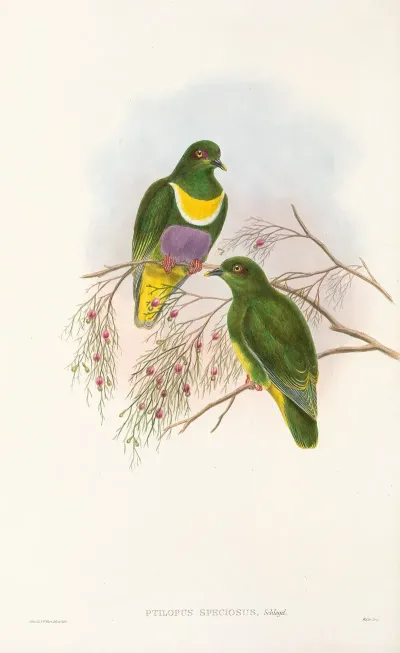 The Birds Of New Guinea And The Adjacent Papuan Islands Pl 57