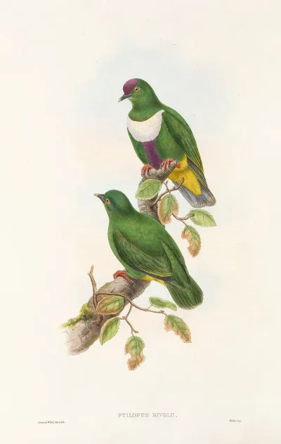 The Birds Of New Guinea And The Adjacent Papuan Islands Pl 59
