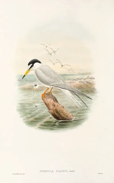 The Birds Of New Guinea And The Adjacent Papuan Islands Pl 72