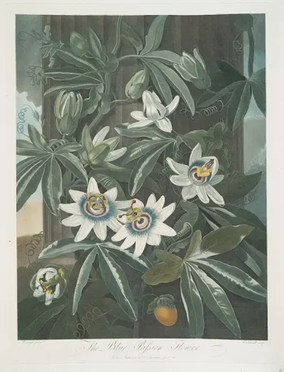 The Blue Passion Flower 2