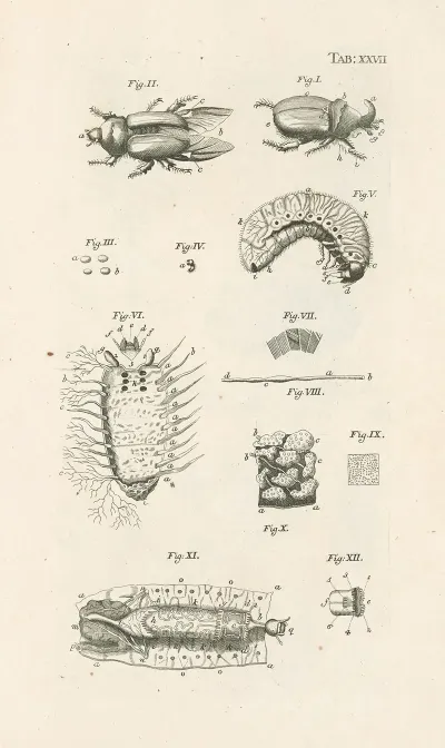 The Book Of Nature Or The History Of Insects Pl 27