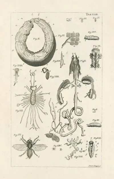 The Book Of Nature Or The History Of Insects Pl 43