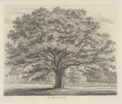 The Bounds Park Oak