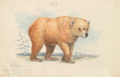The Brown Bear