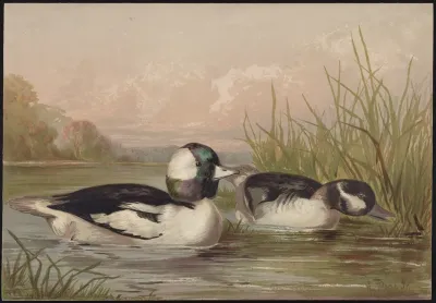 The Buffle Headed Duck Bucephala Alveola