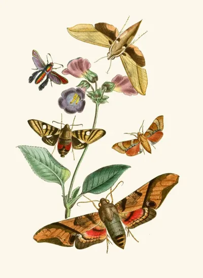 The Cabinet Of Oriental Entomology Pl Vii